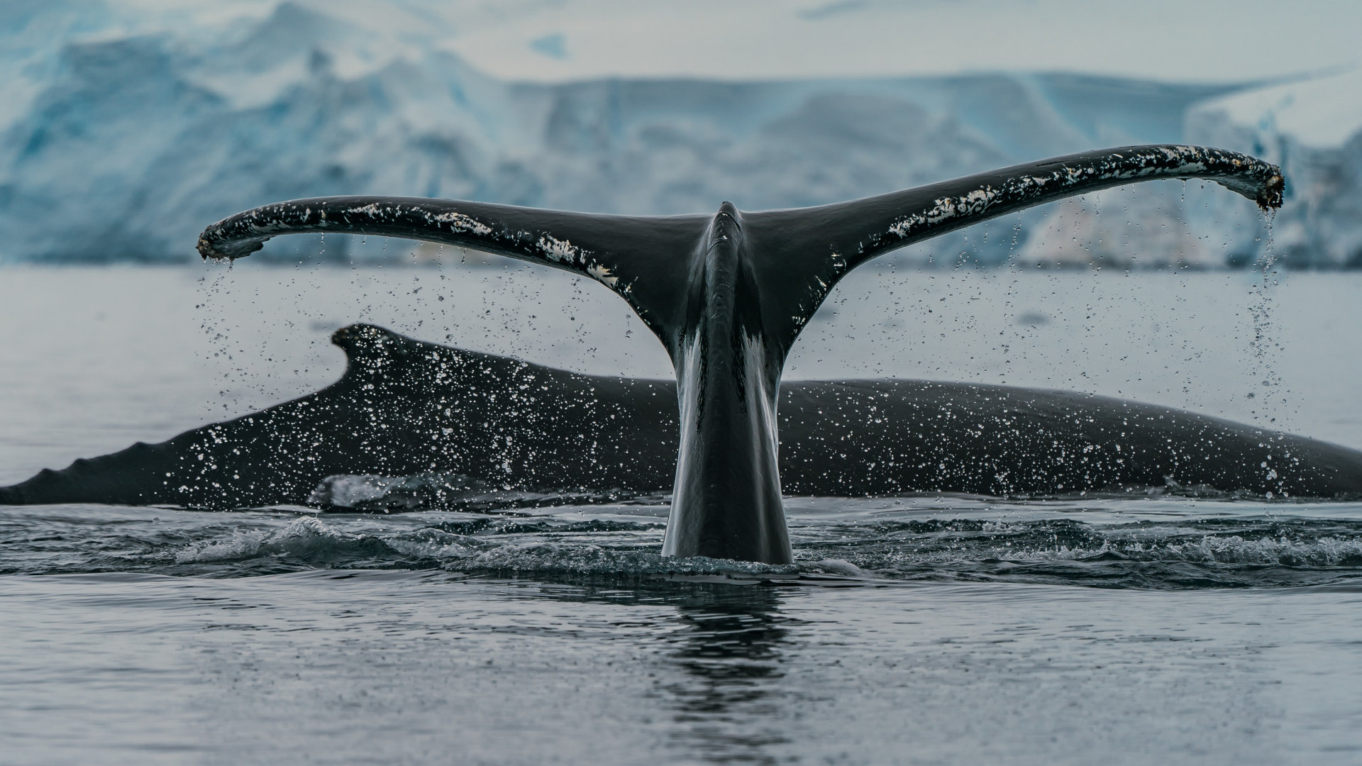 Custom Travel Planner Network-Antarctica-Humpback Whales