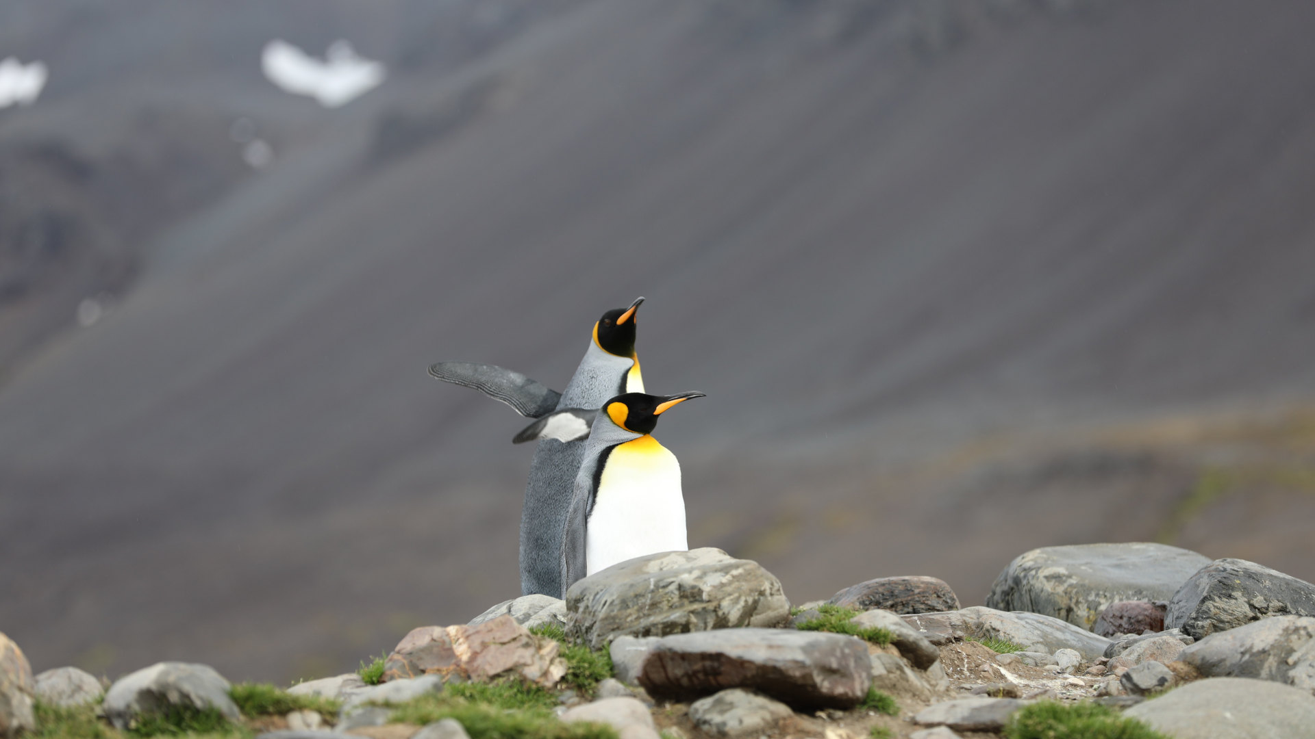 Custom Travel Planner Network-Antarctica-Penguin Couple