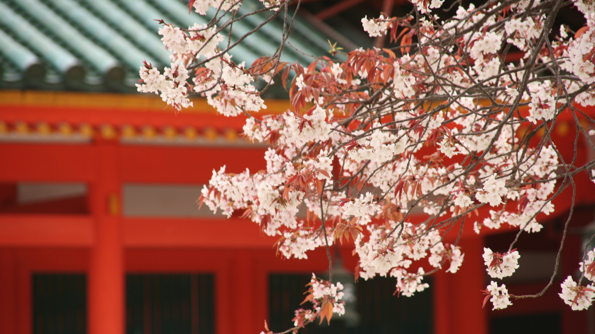 Custom Travel Planners - Japan - Cherry Blossoms