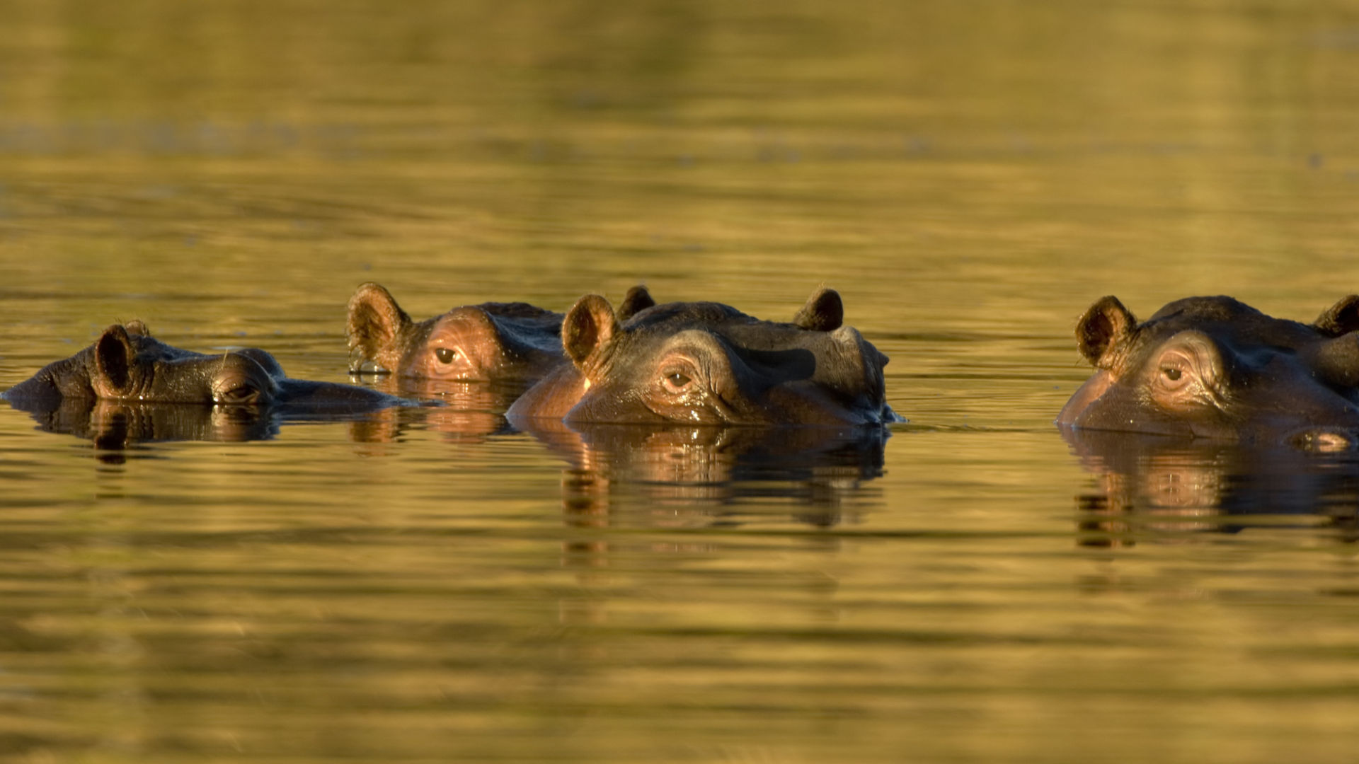 Custom Travel Planner Network - South Africa-2-Hippos at Sabi Sands-Kruger National Park