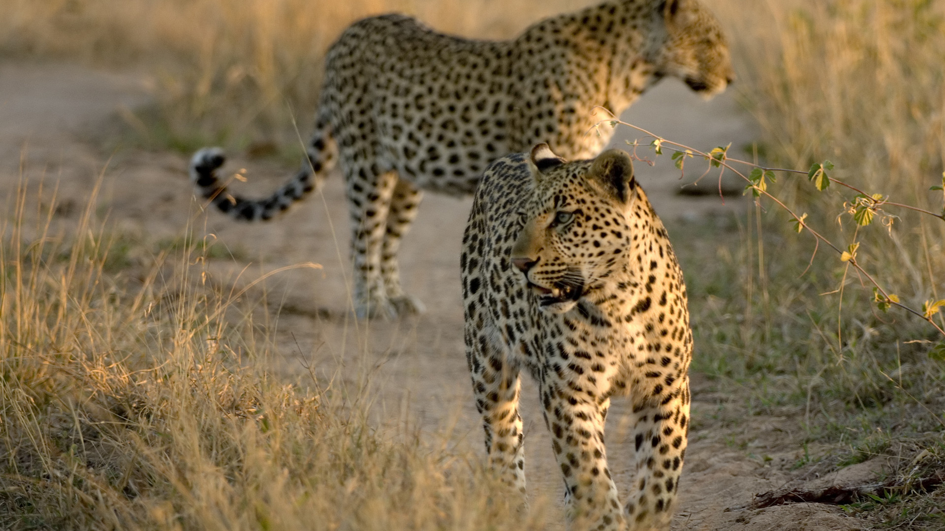 Custom Travel Planner Network - South Africa - Leopards at Kurger National Park