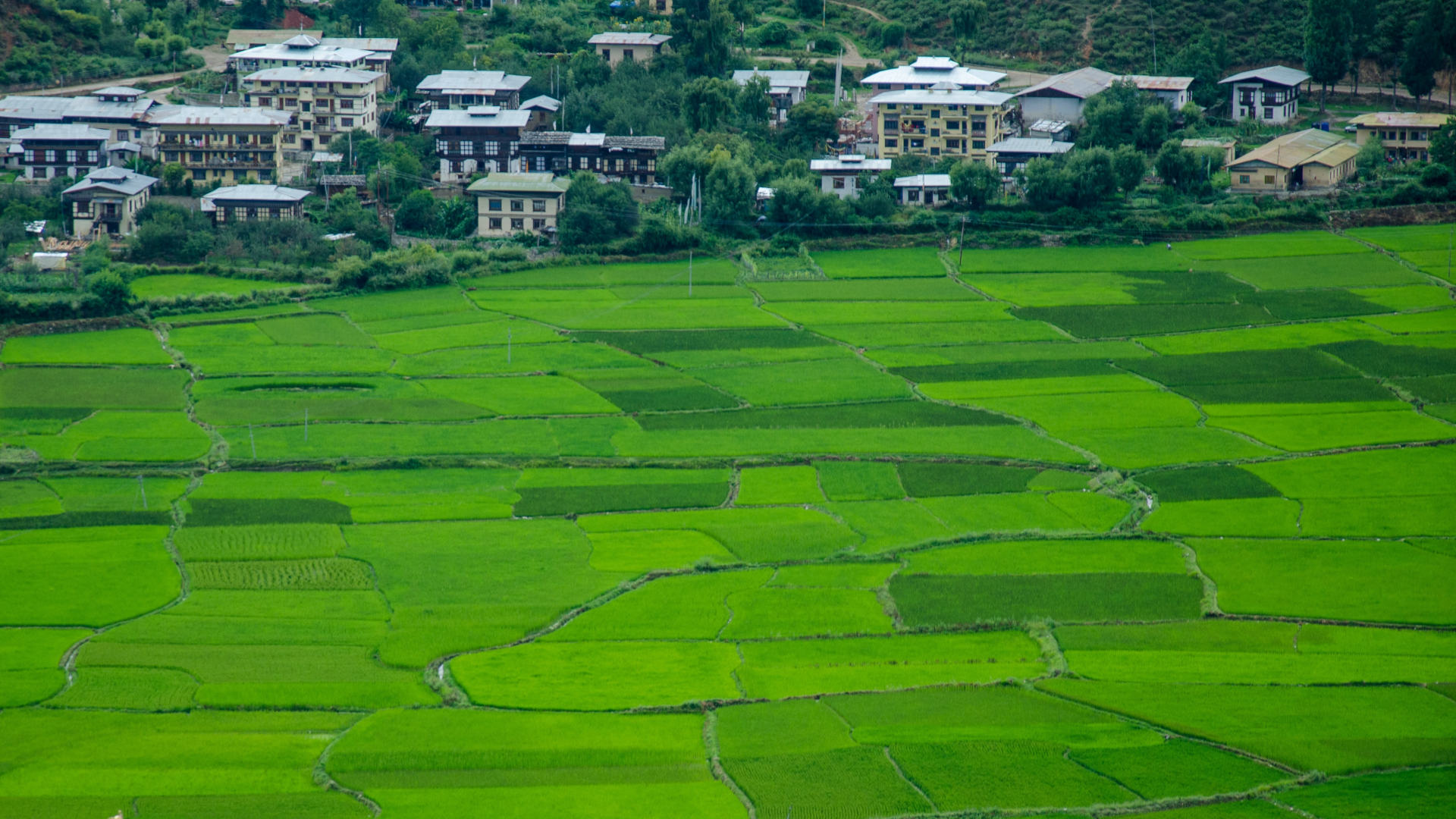 Custom Travel Planners Network-Bhutan-Rice Fiels