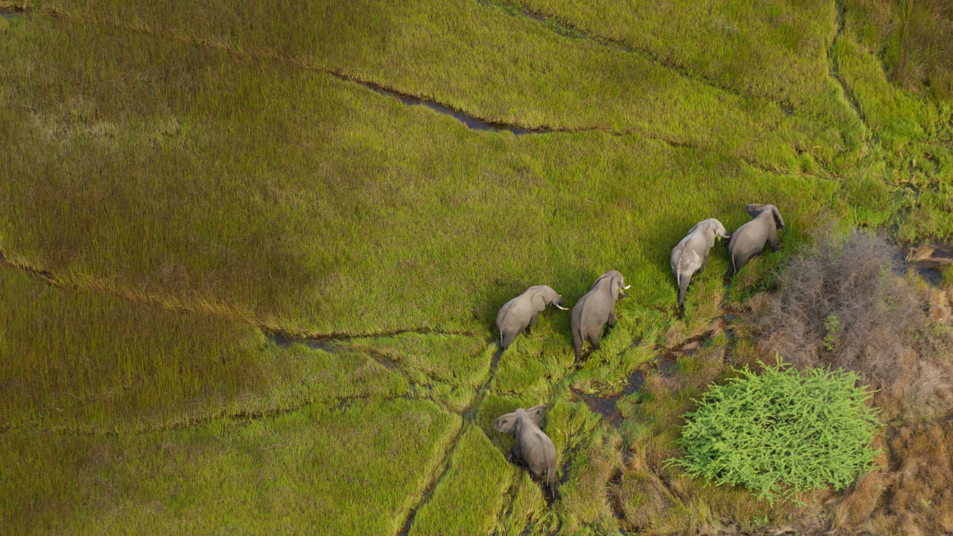 Custom Travel Planners - Botswana Elephant Herd