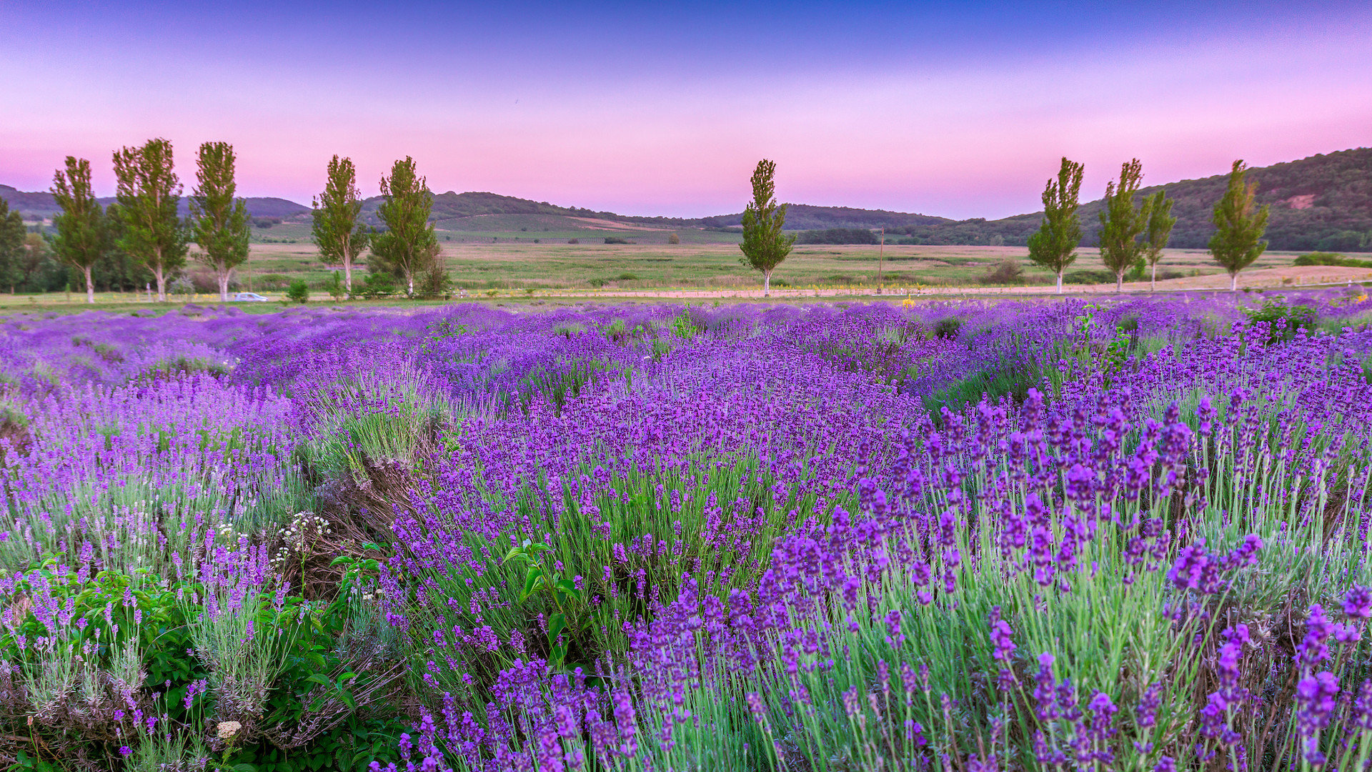 Custom Travel Planner Network-Hungary-Tihany Lavender Fields
