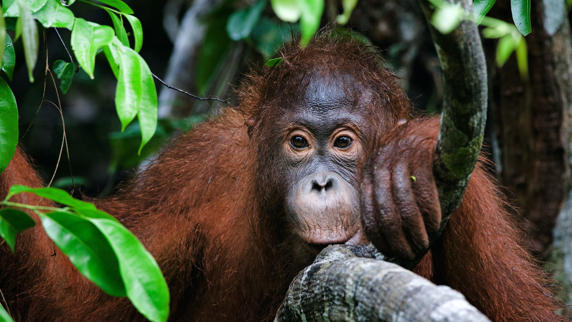 Custom Travel Planner Network-Orangutans