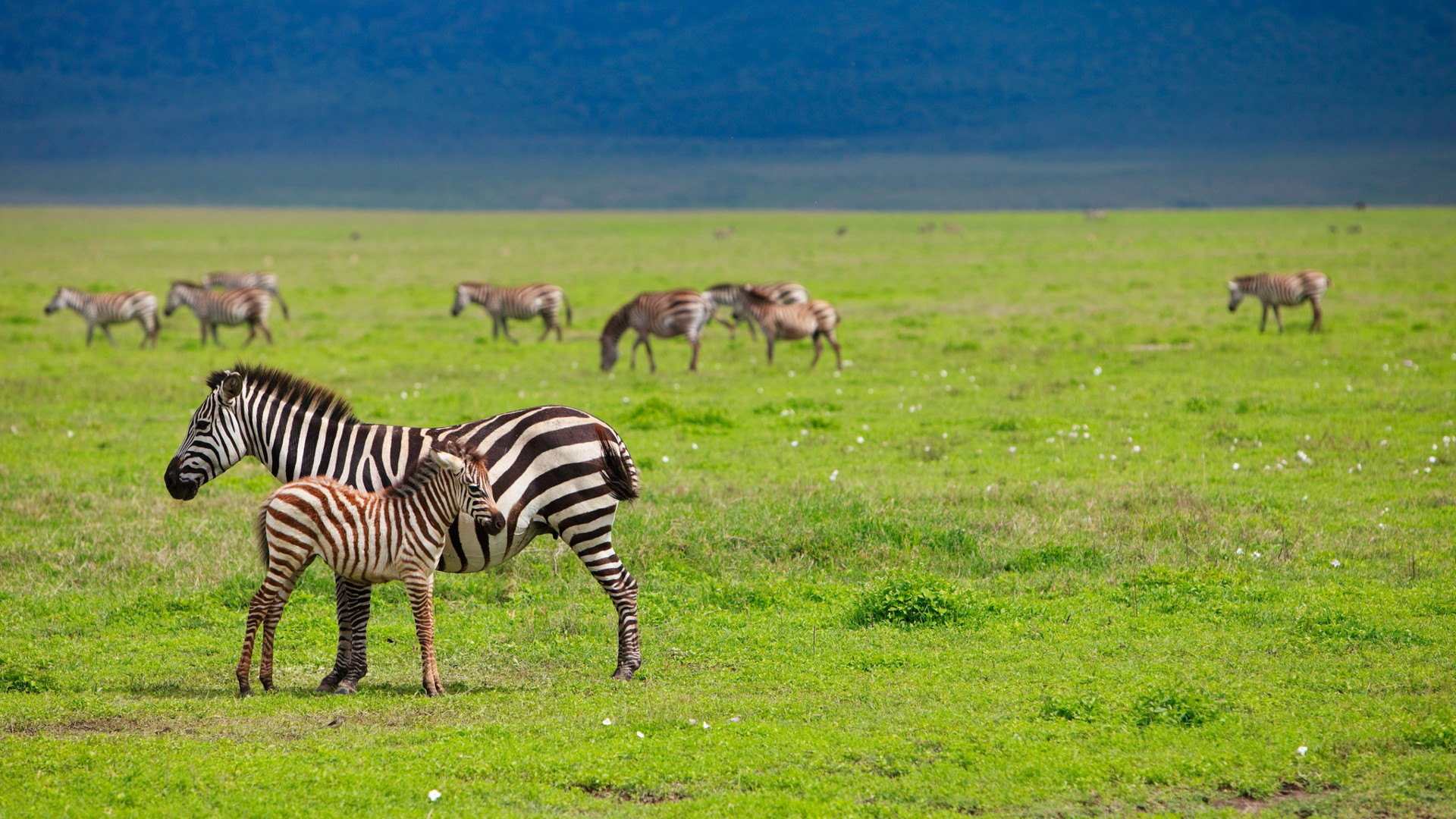 Custom Travel Planner Network-Tanzania-Zebras in Ngorongoro Conservation Area
