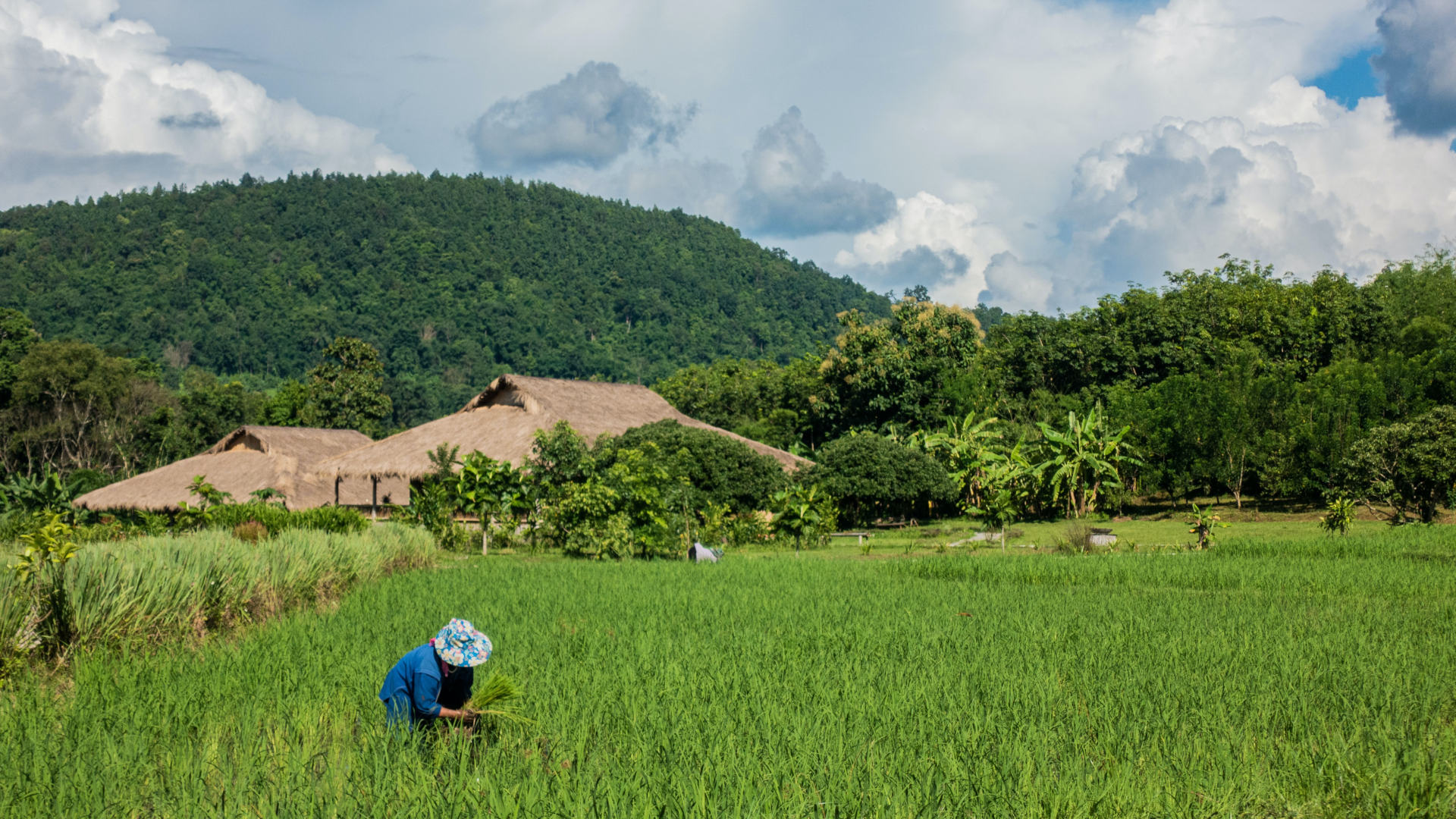 Custom Travel Planner Network-Thailand-Change Mai-Rice Farming-dennis-rochel-nd2P5OkWkMs-unsplash